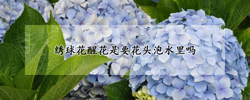 绣球花醒花是要花头泡水里吗(绣球花需要醒花吗)