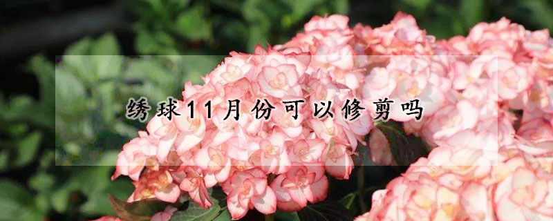 绣球11月份可以修剪吗(绣球10月修剪)