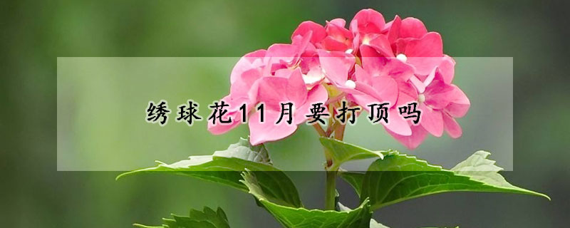 绣球花11月要打顶吗(绣球六月份打顶还能开花吗)