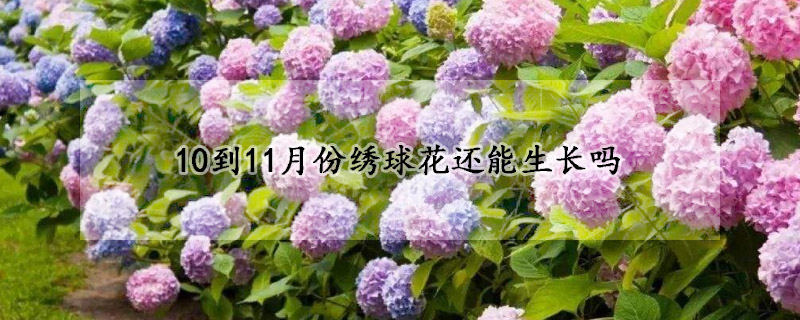 10到11月份绣球花还能生长吗