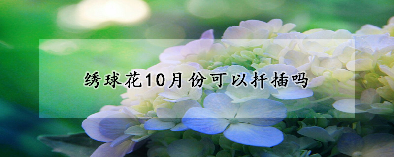 绣球花10月份可以扦插吗(十月份可以扦插绣球花吗)