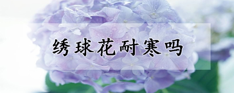 绣球花耐寒吗(绣球花耐多少低温)