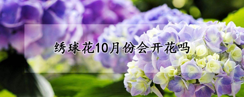 绣球花10月份会开花吗(十一月绣球还有花苞能开吗)