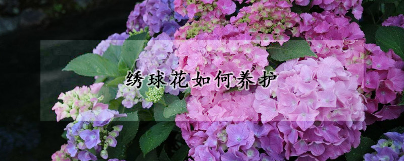 绣球花如何养护(绣球花如何养护水养)