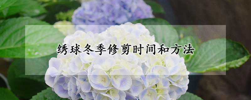 绣球冬季修剪时间和方法(绣球冬季怎么修剪)