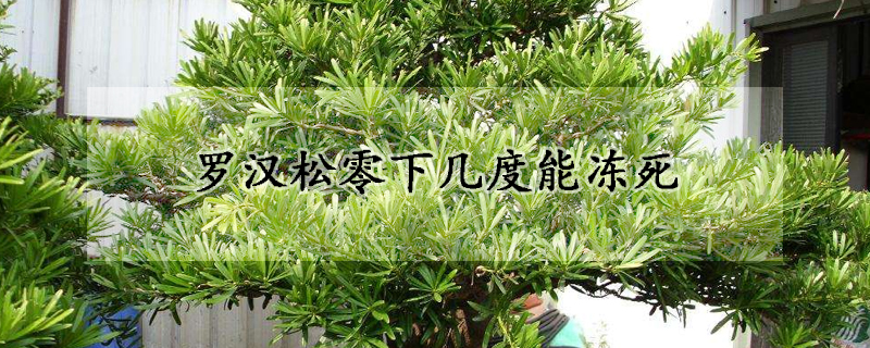 罗汉松零下几度能冻死(罗汉松零下多少度会冻死)