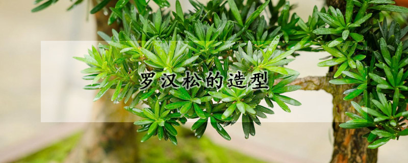 罗汉松的造型(罗汉松的造型方法图片大全 小型)