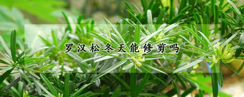 罗汉松冬天能修剪吗(罗汉松怎么在冬季修剪)