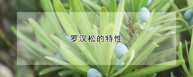 罗汉松的特性(罗汉松形态特征和用途)