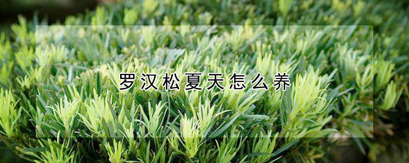 罗汉松夏天怎么养(罗汉松夏天怎么养的好)