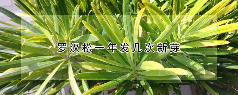 罗汉松一年发几次新芽(罗汉松一年发几次新芽好)