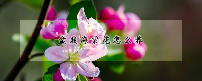 盆栽海棠花怎么养(盆栽海棠花怎么养护)