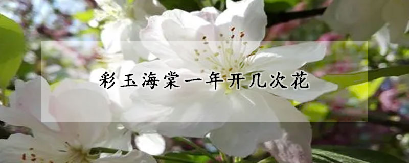 彩玉海棠一年开几次花(彩玉海棠花苞)