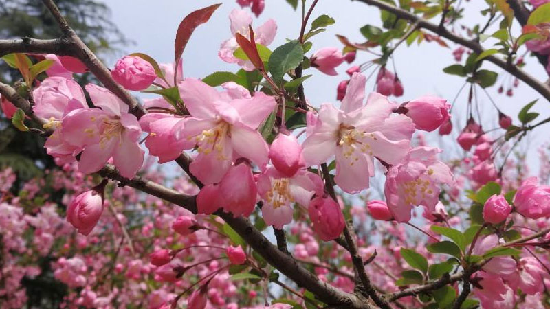 海棠花有毒吗能在卧室养吗(海棠花在室内养有毒吗)