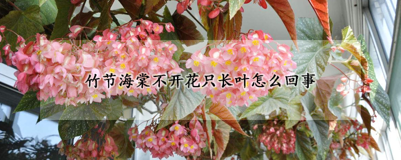 竹节海棠不开花只长叶怎么回事(竹节海棠不爱长怎么办)