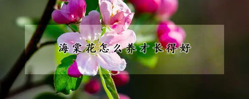 海棠花怎么养才长得好(海棠花怎么养比较好)