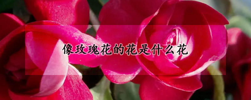 像玫瑰花的花是什么花(很像玫瑰的一种花叫什么)