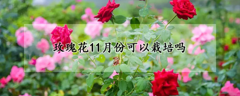 玫瑰花11月份可以栽培吗(玫瑰花11月份可以栽培吗北方)