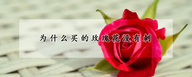 为什么买的玫瑰花没有刺(为什么有的玫瑰没有刺)