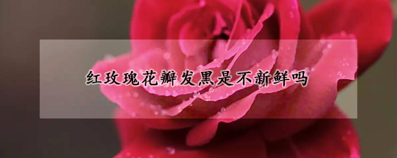 红玫瑰花瓣发黑是不新鲜吗(玫瑰花花瓣发黑)