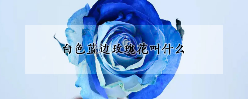 白色蓝边玫瑰花叫什么(蓝色边的白玫瑰叫什么)