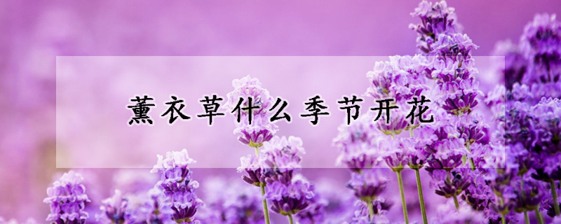 薰衣草什么季节开花(薰衣草什么季节开花无锡)