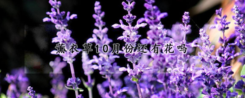 薰衣草10月份还有花吗(薰衣草10月份还有花吗图片)