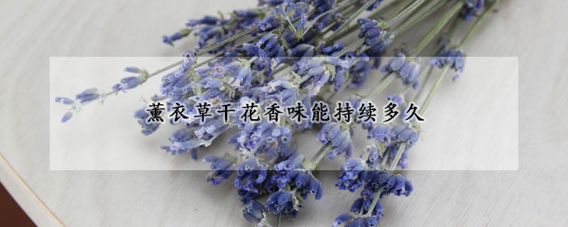 薰衣草干花香味能持续多久(薰衣草味道保持多久)