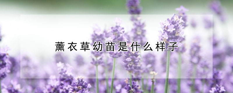 薰衣草幼苗是什么样子(薰衣草的苗)