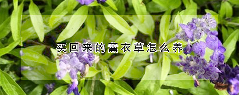 买回来的薰衣草怎么养(刚买的薰衣草怎么养)