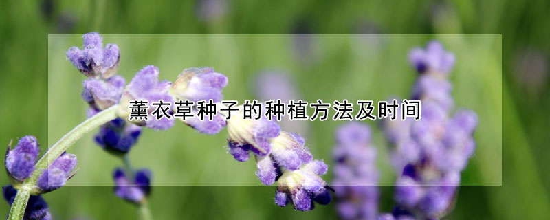 薰衣草种子的种植方法及时间(薰衣草如何种植播种)