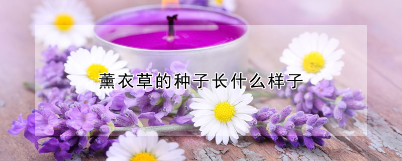 薰衣草的种子长什么样子(薰衣草种子是什么颜色的)