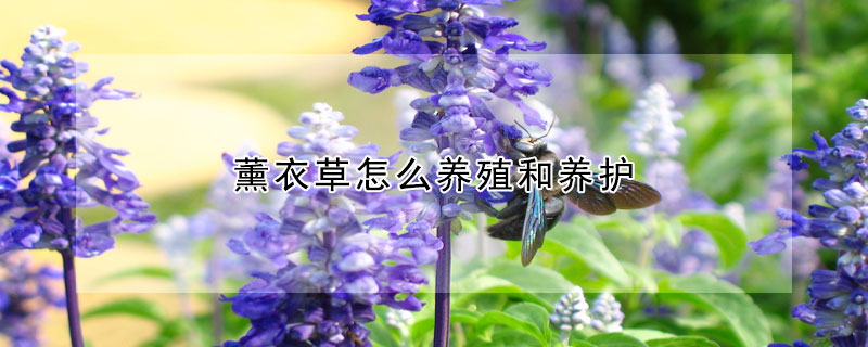 薰衣草怎么养殖和养护(薰衣草花怎么养殖方法)