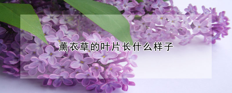 薰衣草的叶片长什么样子(薰衣草的叶子像什么)