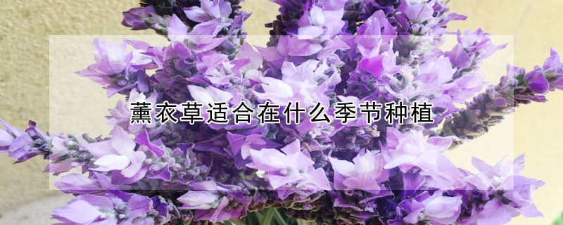 薰衣草适合在什么季节种植(薰衣草哪个季节种植)