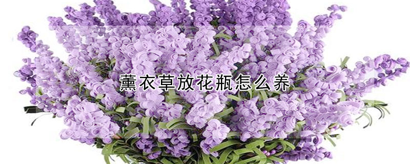 薰衣草放花瓶怎么养(薰衣草花束放水里养吗)