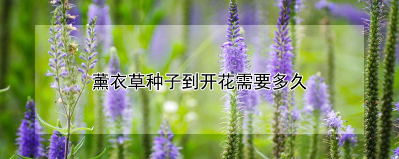 薰衣草种子到开花需要多久(薰衣草种子能放多久)