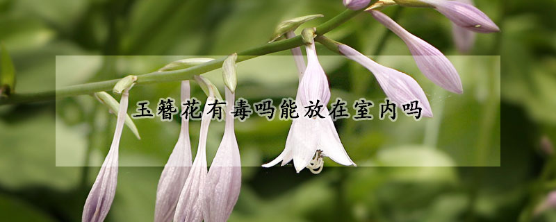 玉簪花有毒吗能放在室内吗