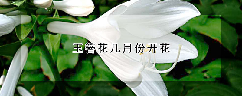 玉簪花几月份开花(玉簪花什么时间开花)