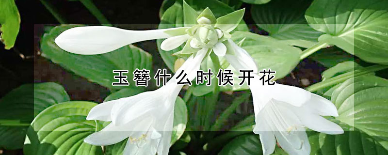 玉簪什么时候开花(玉簪花何时开花)