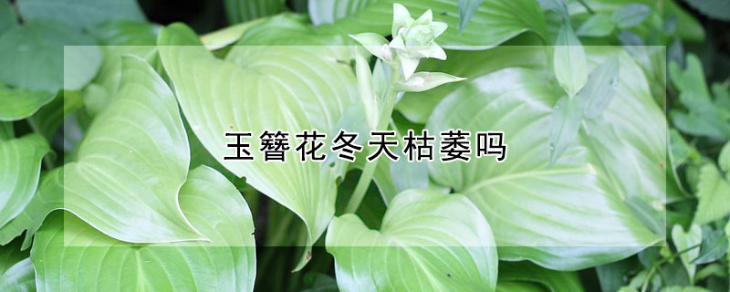 玉簪花冬天枯萎吗(玉簪冬天放室内叶子会枯么)