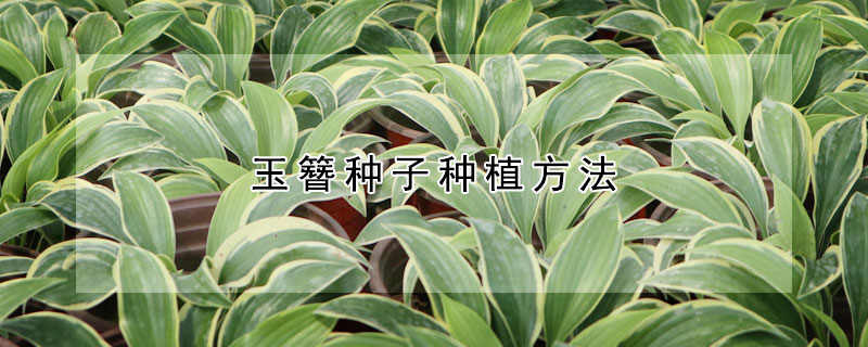 玉簪种子种植方法(玉簪花苗如何种植)