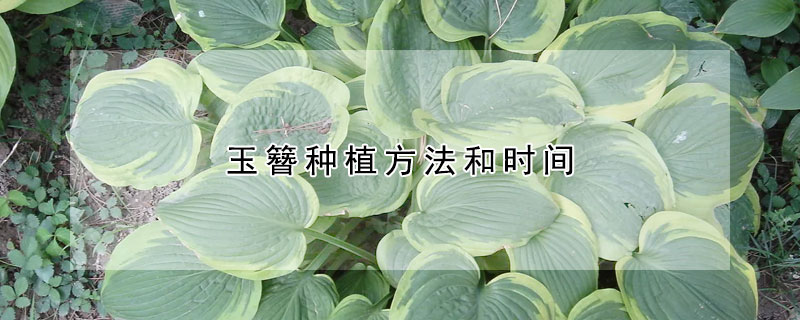 玉簪种植方法和时间(玉簪地栽适宜在几月)