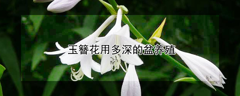 玉簪花用多深的盆养殖(玉簪花用多深的盆养殖合适)