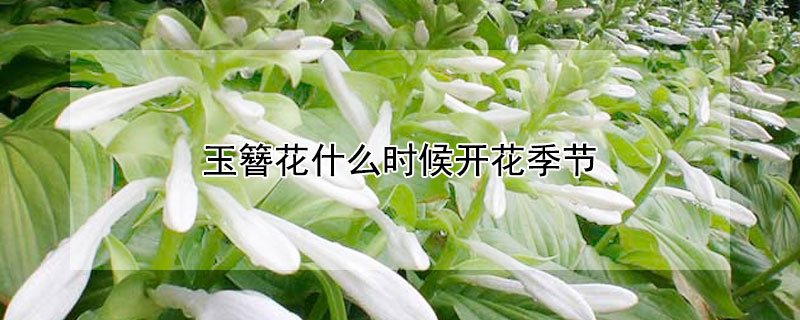 玉簪花什么时候开花季节(玉簪花什么时间开花)