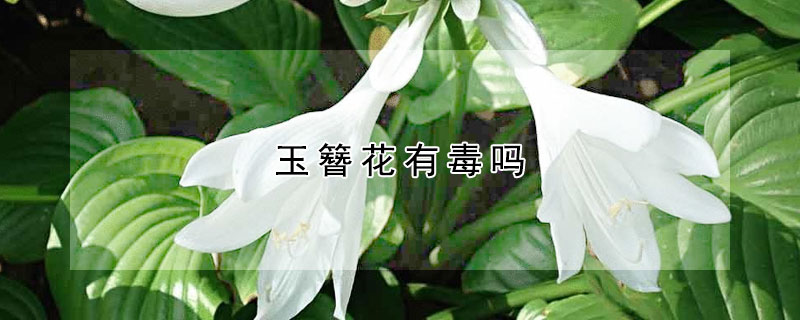 玉簪花有毒吗(玉簪花有毒吗图片)