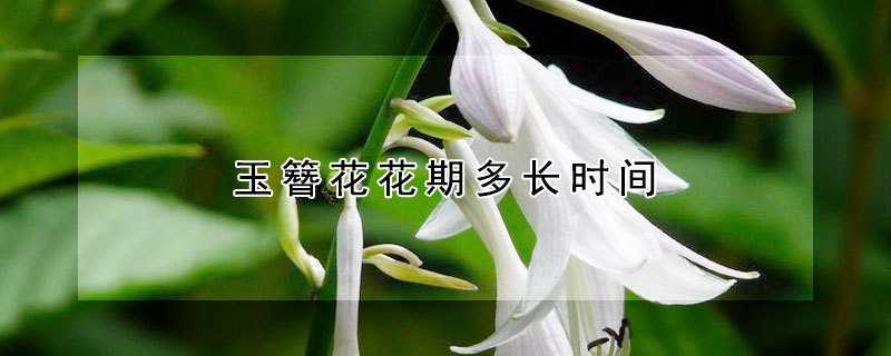 玉簪花花期多长时间(玉簪花几月份开花)