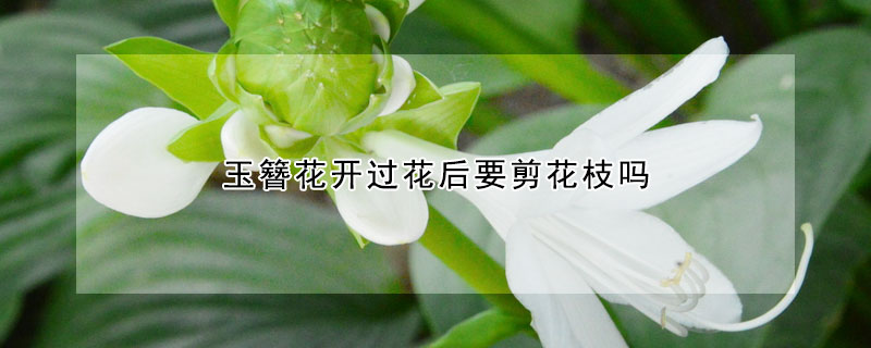 玉簪花开过花后要剪花枝吗(玉簪花移栽前要剪叶吗?)