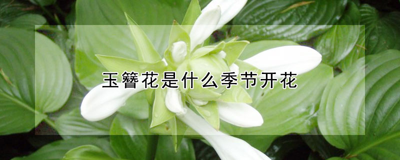 玉簪花是什么季节开花(玉簪花在什么季节开)