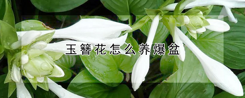 玉簪花怎么养爆盆(玉簪花怎么养爆盆视频)